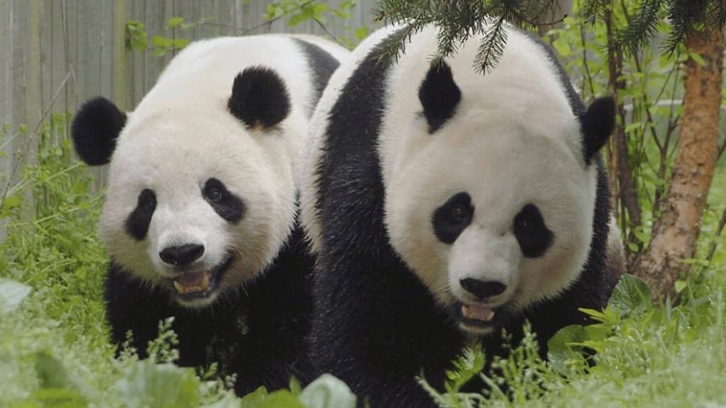 couple de pandas géants