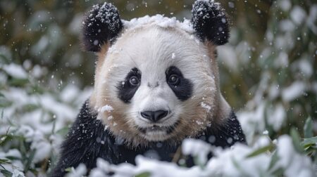 Panda géant : 10 choses surprenantes sur les pandas géants que vous ne saviez peut-être pas