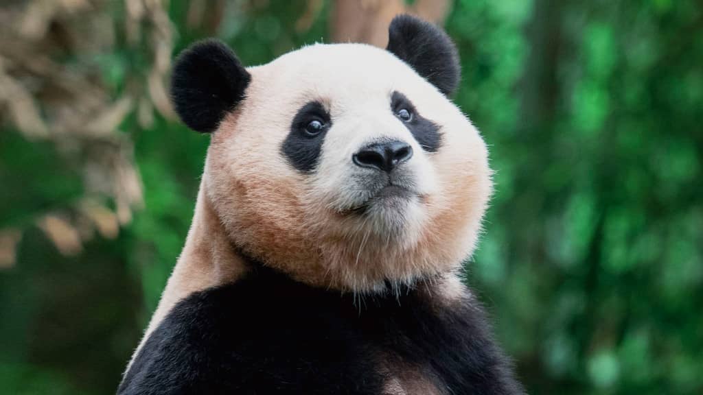 panda géant dans la nature