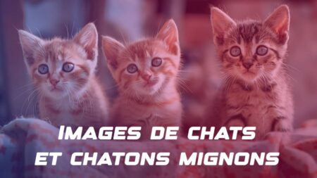 Images de chats et chatons mignons gratuites : photos libres de droits à télécharger