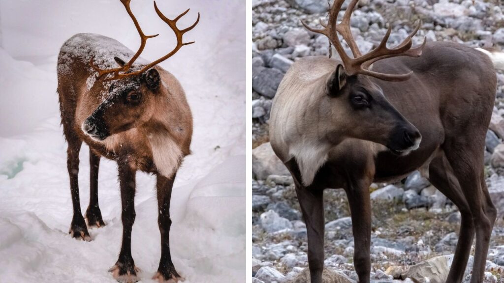 renne ou caribou