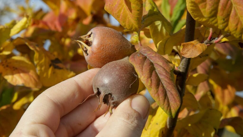 Néflier fruits bruns