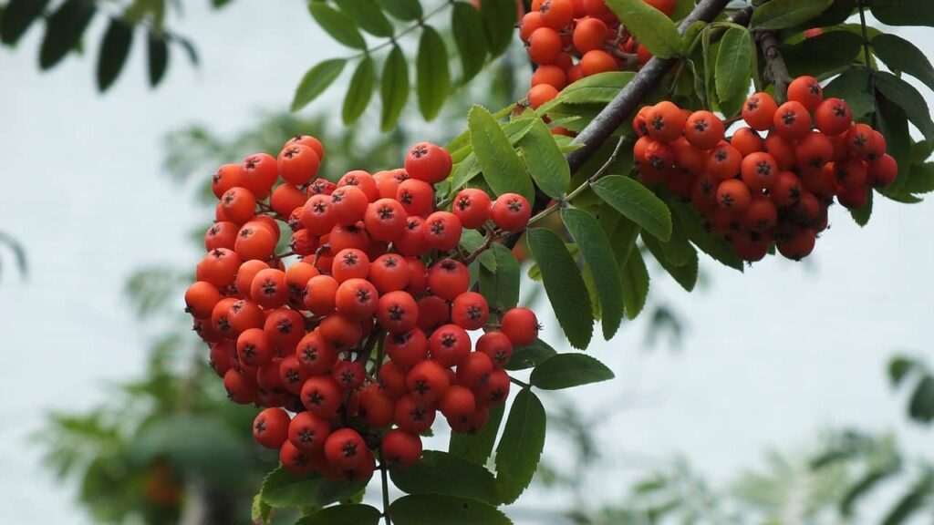 Sorbier des oiseleurs fruits comestibles