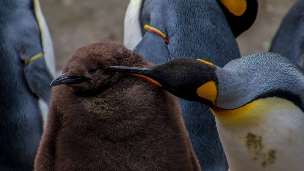 manchot pinguouin bébé