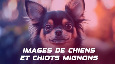 Images de chiens et chiots mignons gratuites