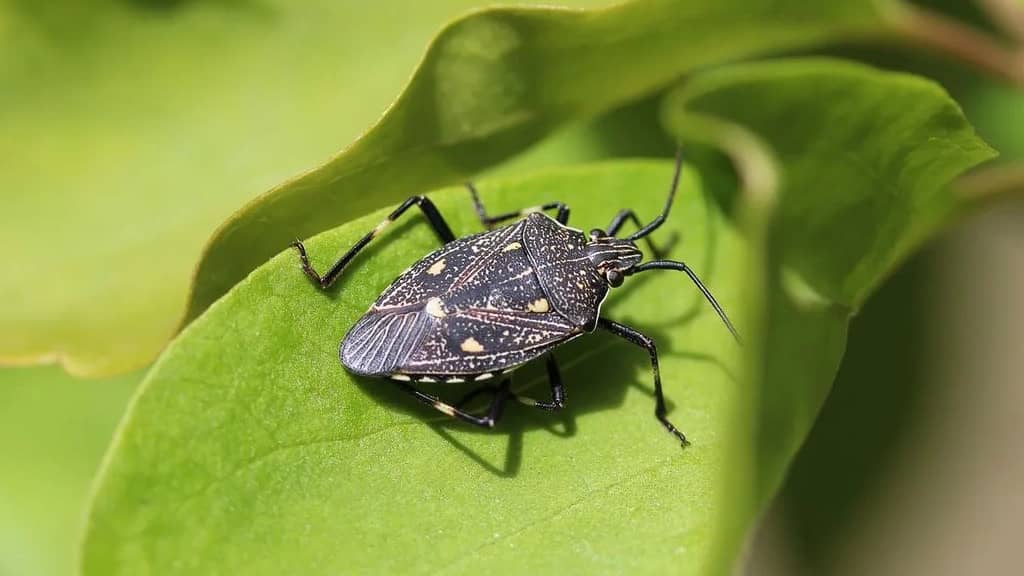 punaise diabolique Halyomorpha halys